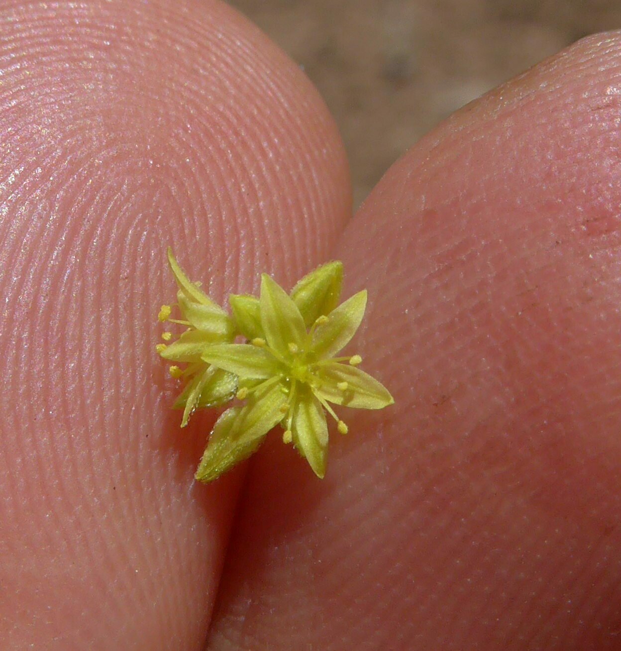 High Resolution Eriogonum clavatum Flower